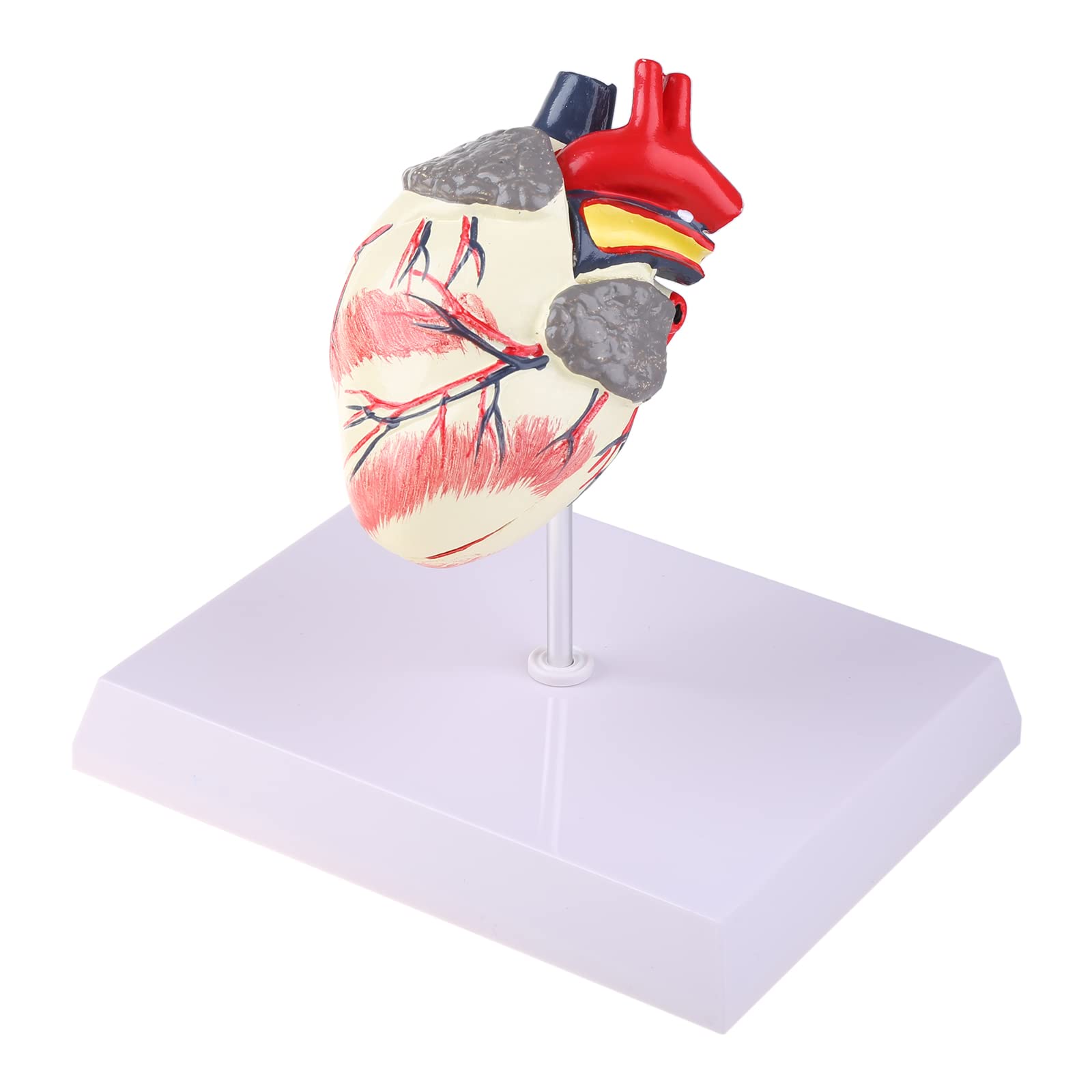 Modèle d'anatomie du Coeur de Chien Canin Animal de Compagnie Étude d'organes d'animaux Aide pédagogique Éducation