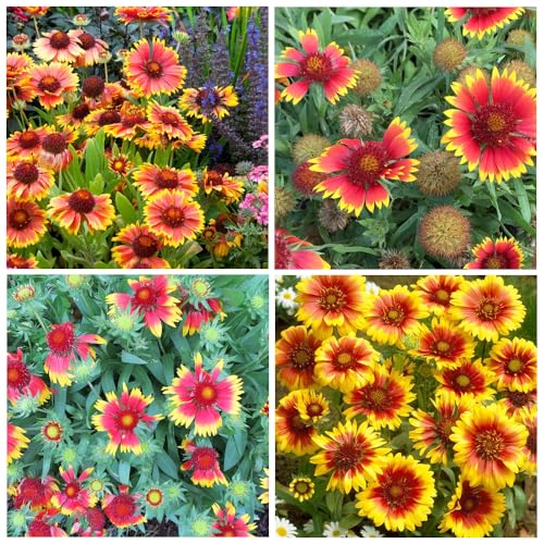 300+ Mixed Gaillardia Indian Blanket Flower Seed for Planting Wildflower Perennial Butterflies