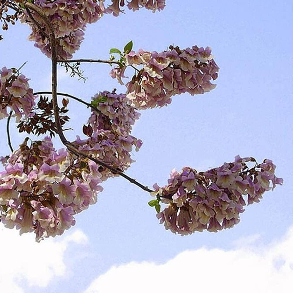 Saterkali Nasiona Paulownia Elongata, 100 szt. Nasiona Paulownia Elongata Las Szybko rosnące drzewo Roślina ogrodowa do domu Nasiona Paulowni