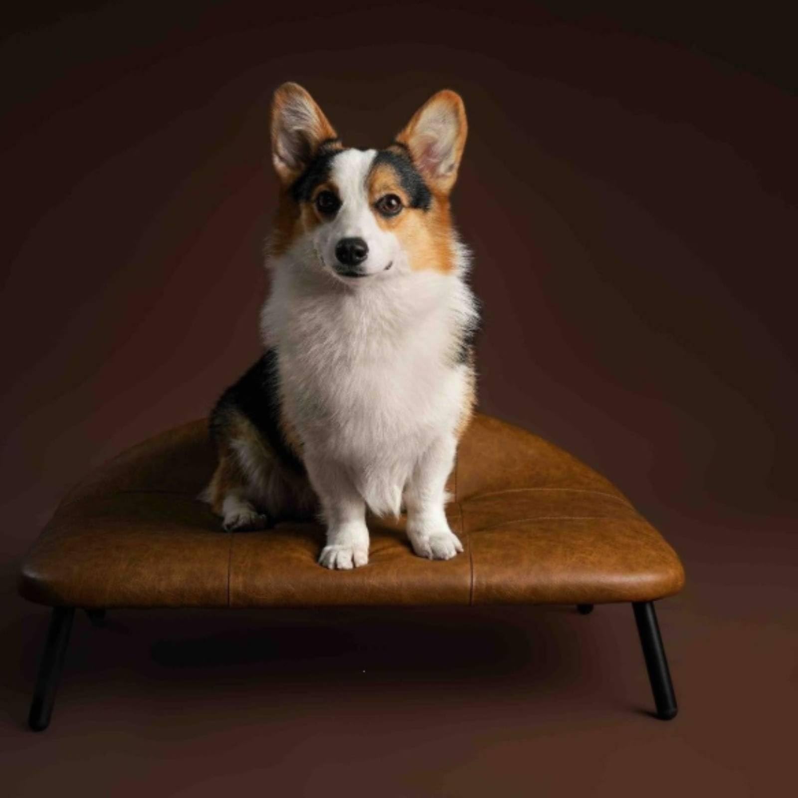 Harilla Letto per Cani con Struttura in Legno E Rivestimento in Pelle Sintetica Marrone con Gambe Cilindriche Nere per Piccoli Cani E Cuccioli Adatto per Soggiorno E Camera da Letto