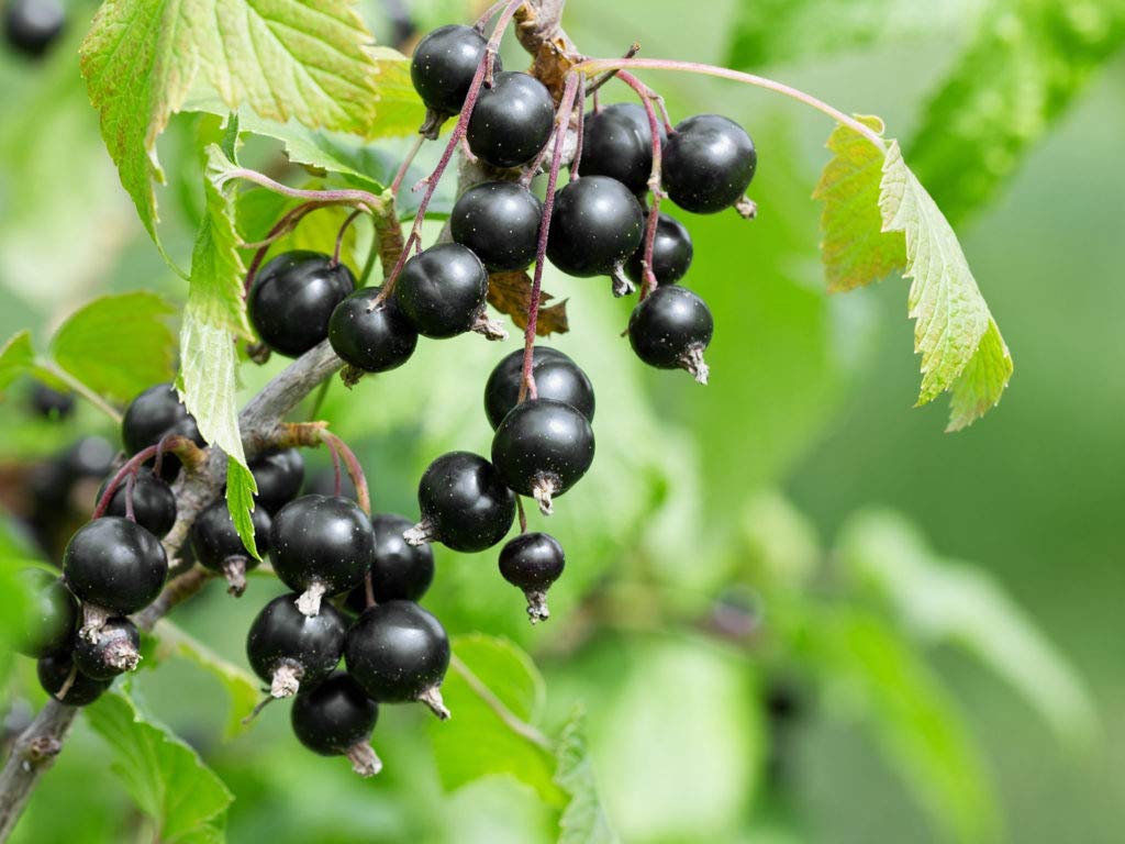 Amazon.com : 1224-Black Currant Berry Bush (Ribes rubrum) Seeds by