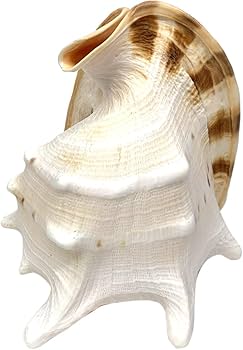 Amazon | 大型 貝殻 モデル トウカムリ | 生態・採集 | おもちゃ