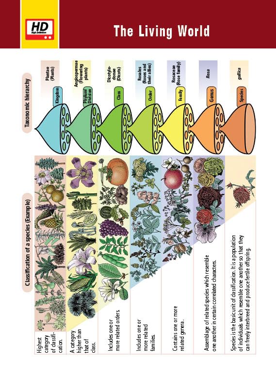 Image of MTG Objective NCERT at your FINGERTIPS Biology For 2025-2026 Exam - NCERT NEET Trend Indicator, HOTS MCQs, Rank Predictor & Notes with HD Pages | NEET Books (Based on NCERT Pattern)