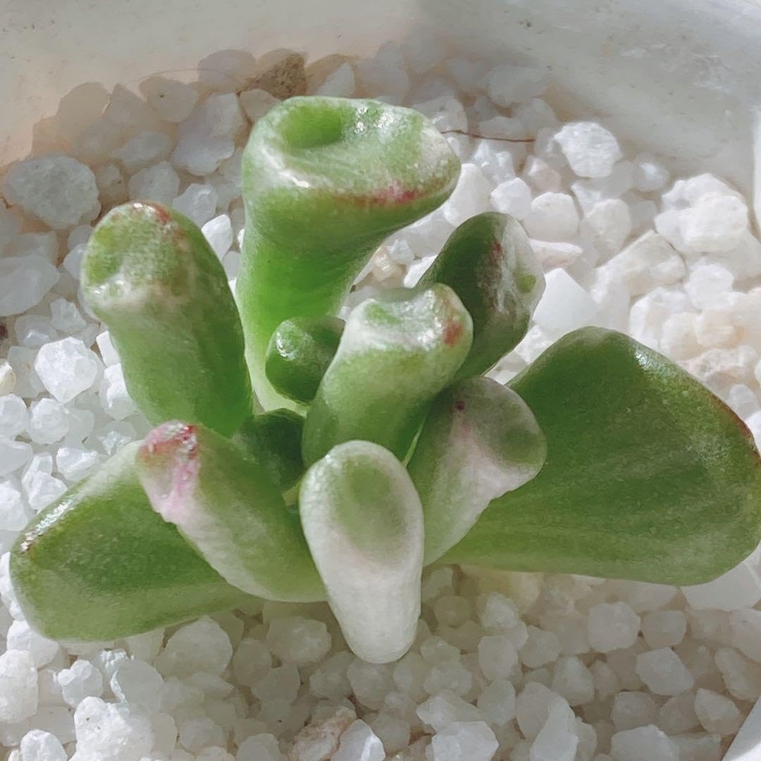 Amazon.co.jp: 12 ゴーラム錦 多肉植物 韓国苗 カット : おもちゃ
