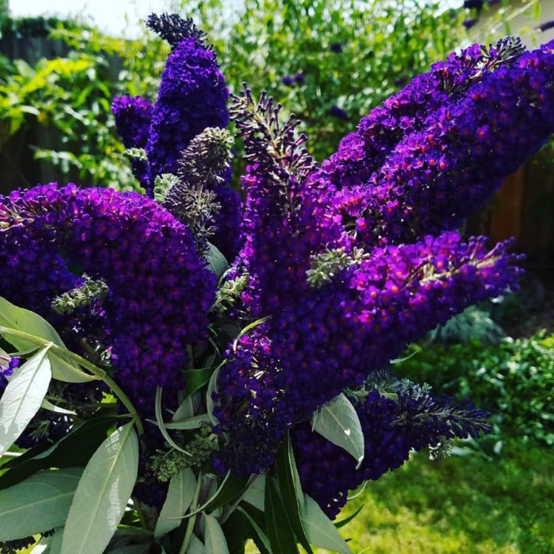 YOKEBOM Black-Purple Butterfly Bush 5-10 Inch