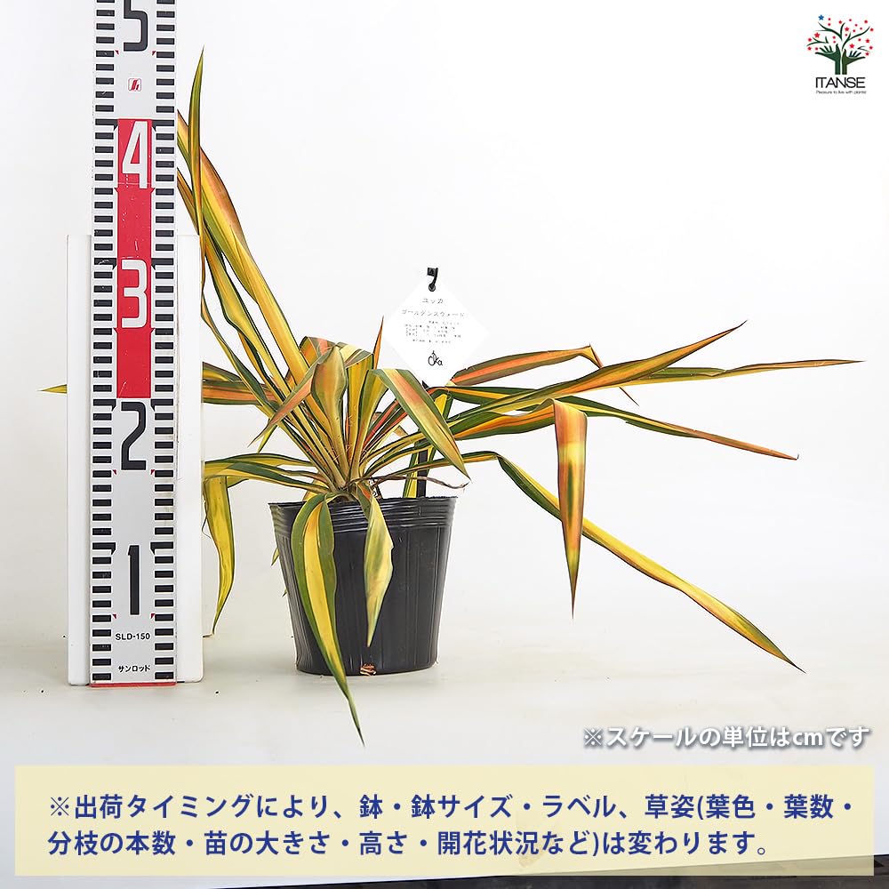 Amazon｜ITANSE ユッカ フィラメントーサ ゴールデンソード 5号
