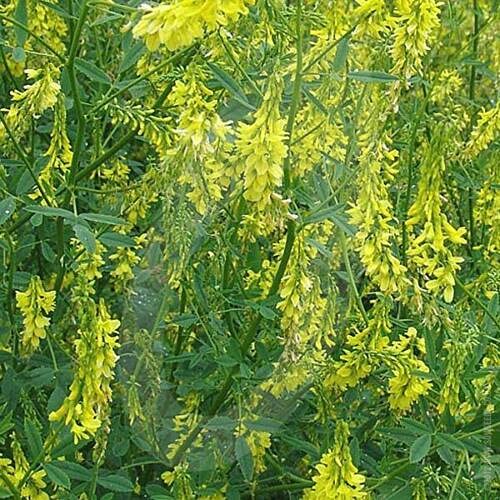 100g Seeds of Yellow Blossom Sweet Clover Biennial Green Manure