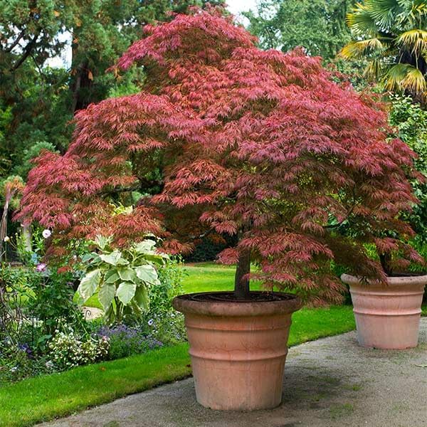 Brighter Blooms - Red Dragon Japanese Maple Tree, 1-2 ft, No Shipping to AZ