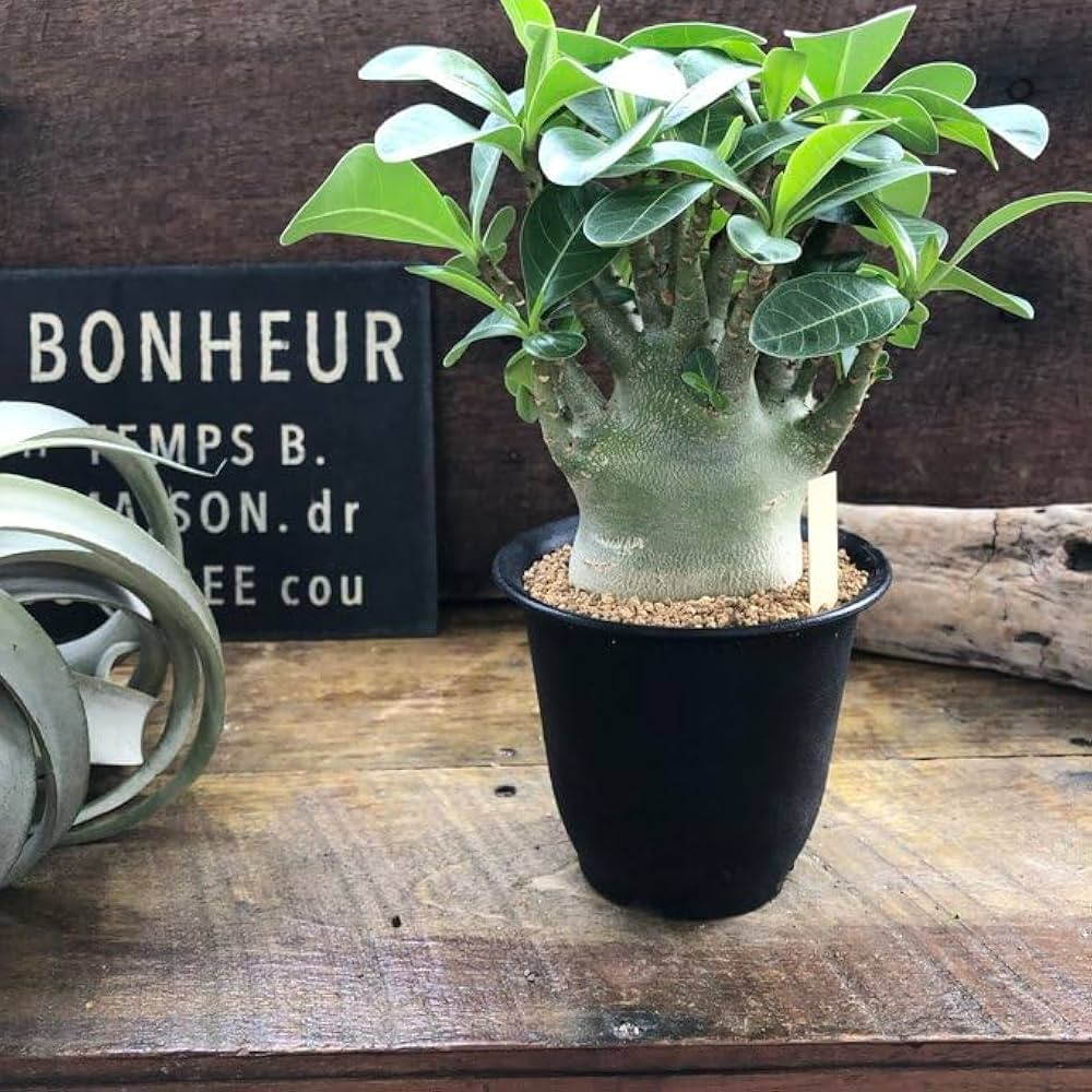 Amazon｜アデニウム アラビカム 塊根植物 蛸足 観葉植物｜観葉