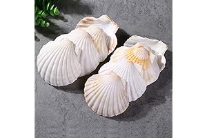 QEQEKAKA® 6PCS Natural Coquille St Jacques Shells | Premium Baking, Decor Accents