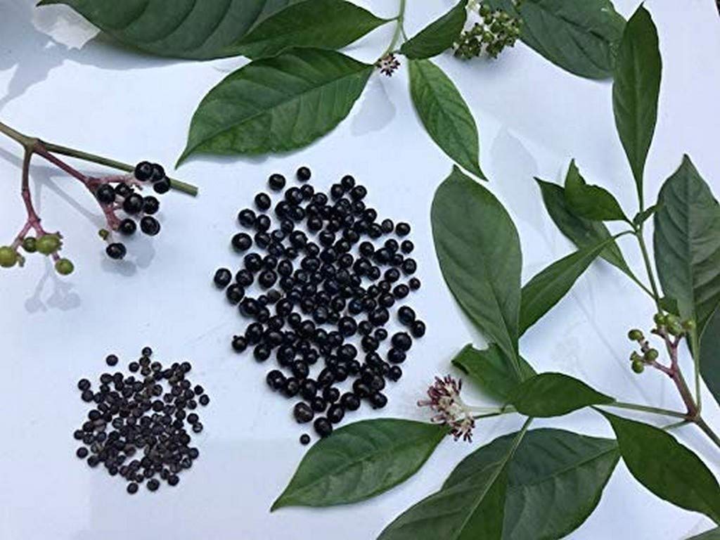 OhhSome Live Plant Wood Seeds for Growing Sarpa Gandhi (Rauvolfia Serpentina) Medicinal Plants (1 Healthy Live Herb/Medicinal/Ornamental Plant) (B09N9CF369) Amazon Price History, Amazon Price Tracker