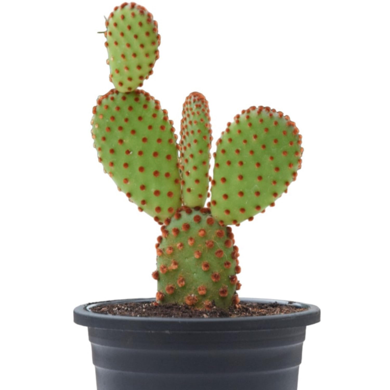 Whimsical Charm Vastu Plant: Discovering the Enchanting World of the Bunny Ear Cactus | A Desert Beauty Bunny Ear Cactus | Opuntia Microdasys | Angels Wings Cactus | Polka Dot Cactus With Pot | (B09RFC832C) Amazon Price History, Amazon Price Tracker