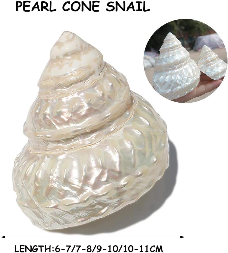 夜光貝 特大夜光貝 ヤコウガイ 19cm F 夜光貝 特大サイズ 19cm 夜光貝