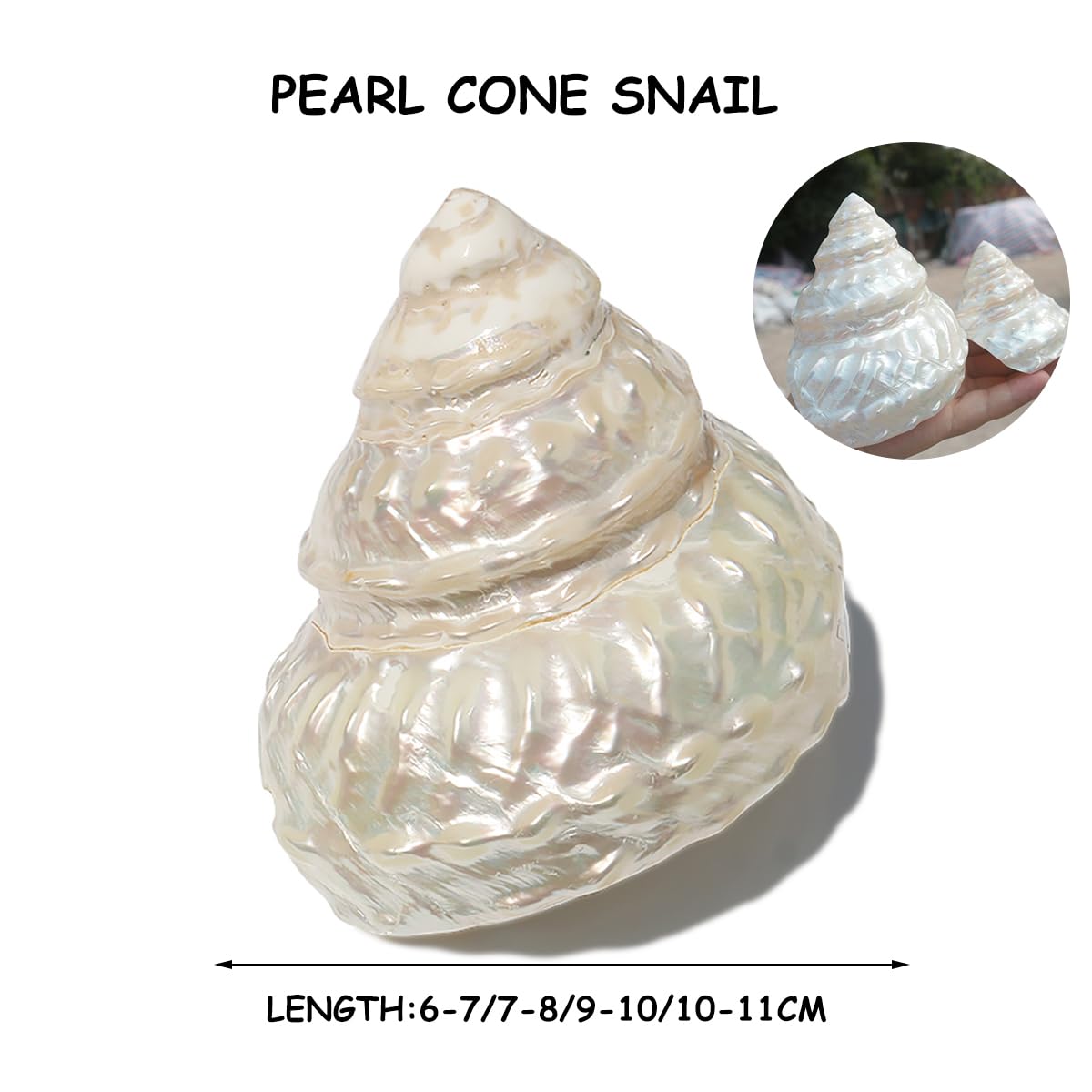 Shell, Naturalne muszle morskie, muszla z pereł oceanicznych o średnicy 6-11 cm(7cm)