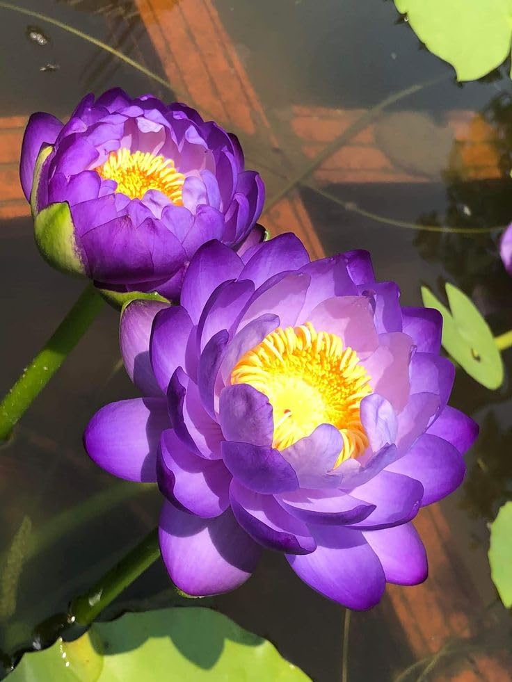 *PLANTORIUM~ Live Tuber Purple Lotus Plant, Rare & Elegant Aquatic Flowering Plant for Home Pond or Garden, Healthy Tuber for Easy Growth-image-40