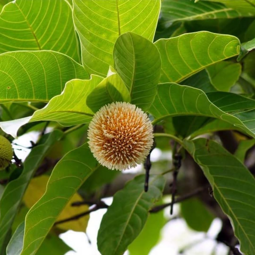 GREEN MAGICIAN Kadam/Kadamba Herbel Plant & Anjeer plant (B0D2HNMQRP) Amazon Price History, Amazon Price Tracker