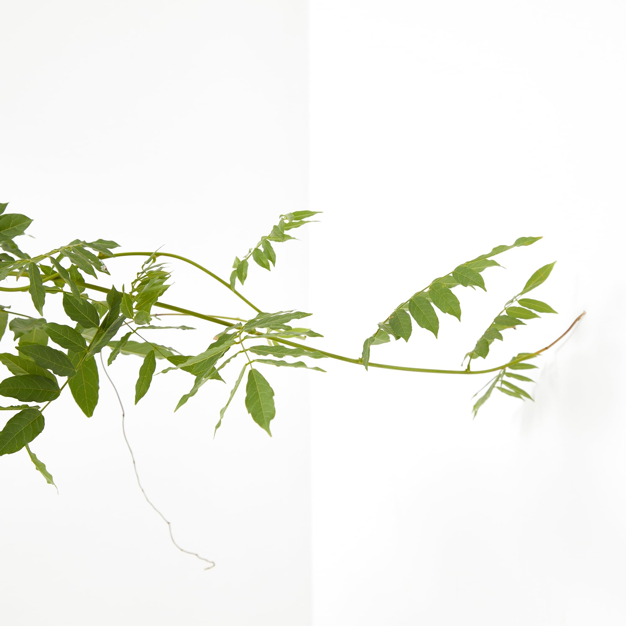 Verdecora Wisteria en maceta de 2 litros | Glicinia | Planta Trepadora Natural de Exterior con Flores Péndulas y Aromáticas | Ideal para Jardines, Pérgolas y Muros