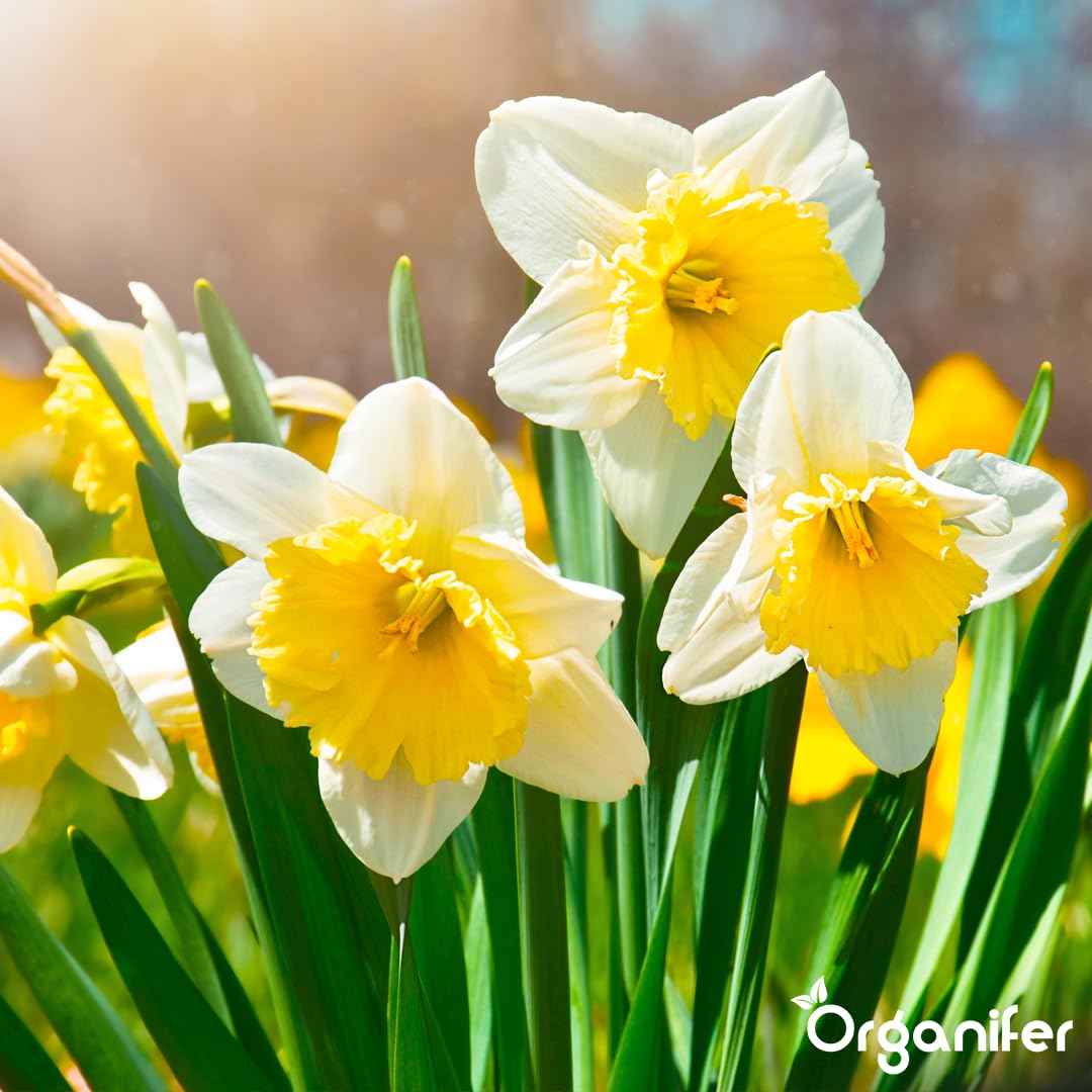 Fertilizante Líquido - 5x1L - Para Narciso - NPK 3-4-3 | Flores Largas Y Plantas Fuertes - Organifer