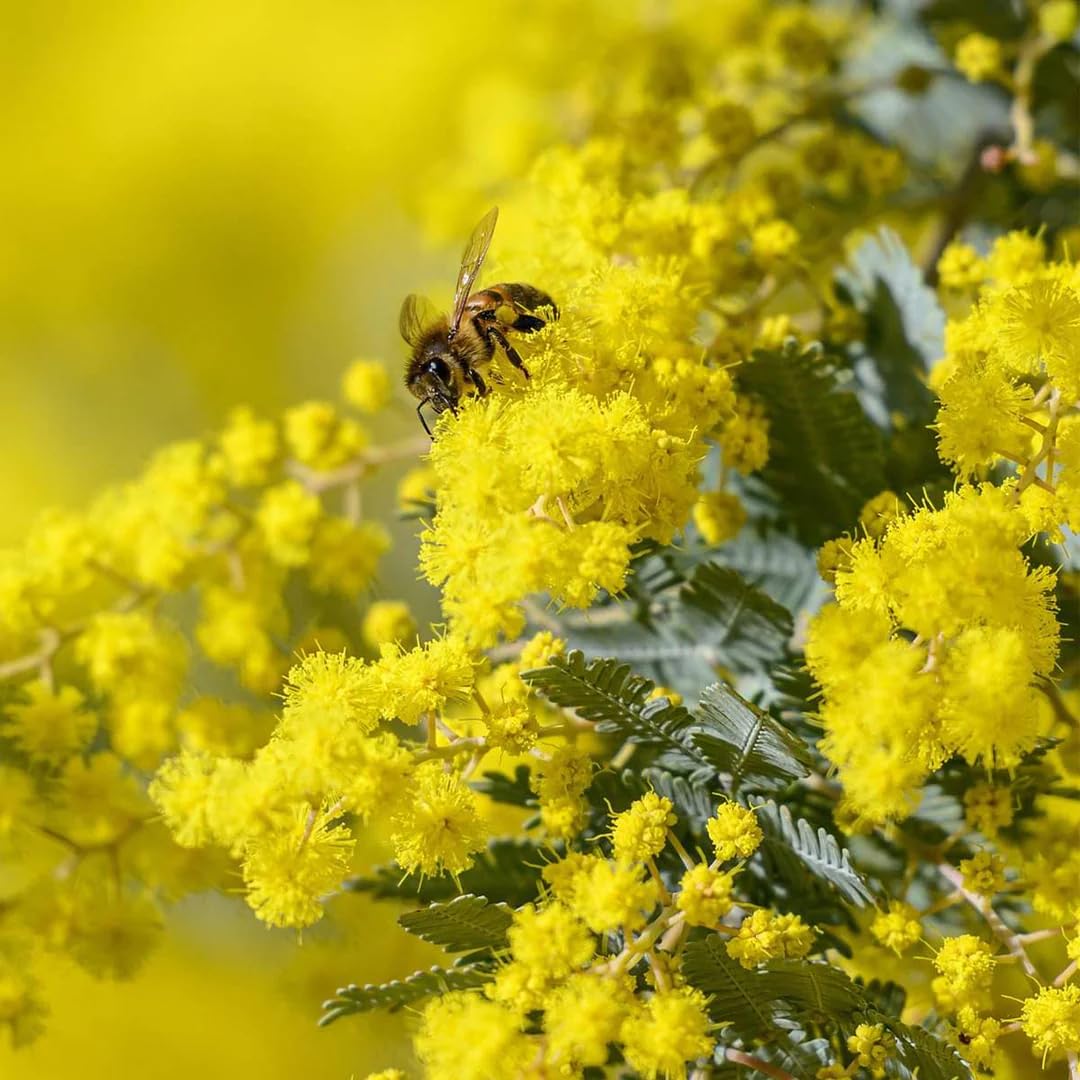 Mimosa "Acacia dealbata" pianta in vaso 4 litri con canna h. oltre 2 metri Vivaio di Castelletto