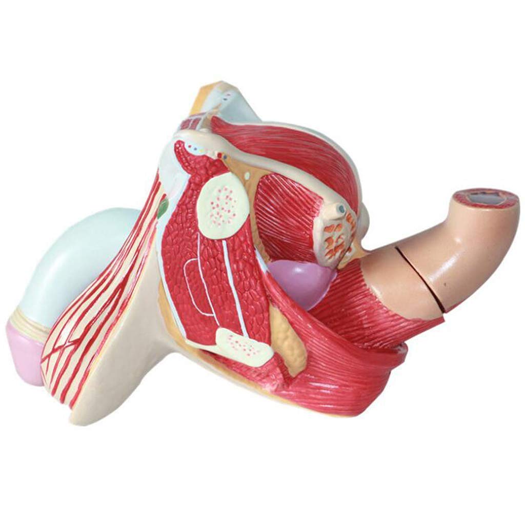 Model anatomiczny Anatomiczny model człowieka Męska reprodukcyjna medyczna pomoc edukacyjna Medyczna pomoc dydaktyczna, modele medyczne i materiały edukacyjne