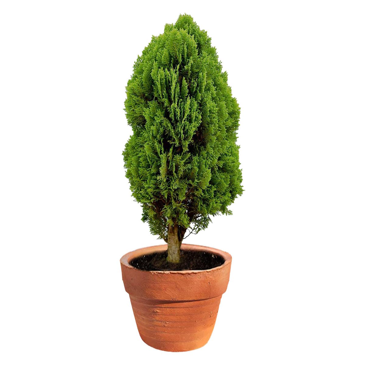 Beautiful Green Jhau Platycladus Morpankhi Plant (Pack Of 1) Live Plant For Gardening and Indoor Ornamental (B0D2DFY12R) Amazon Price History, Amazon Price Tracker