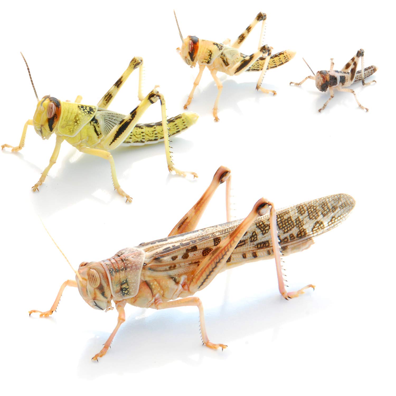 proinsects Wüstenheuschrecken groß 50 STK. - Futterinsekten für Reptilien