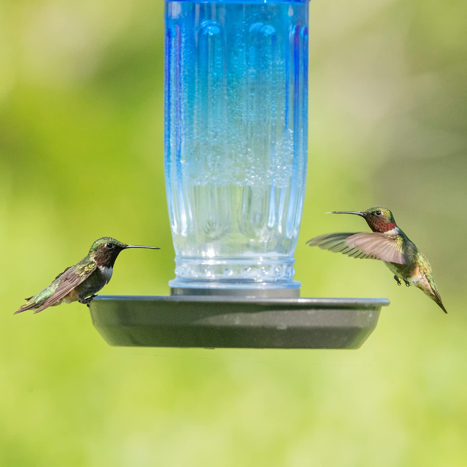 Kingsyard Comedero de agua para pájaros, dispensador de agua de vidrio de 16 onzas, dispensador de agua para pájaros con colgante de metal para decoración exterior de jardín, patio, azul