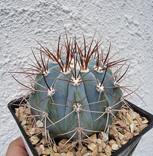 Large Blue Turk's Cap Cactus-Melocactus Azureus