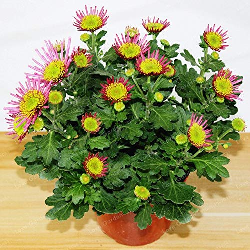 70 Pcschrysanthemum Seeds Beautiful Flower Seeds Perennial Home Garden