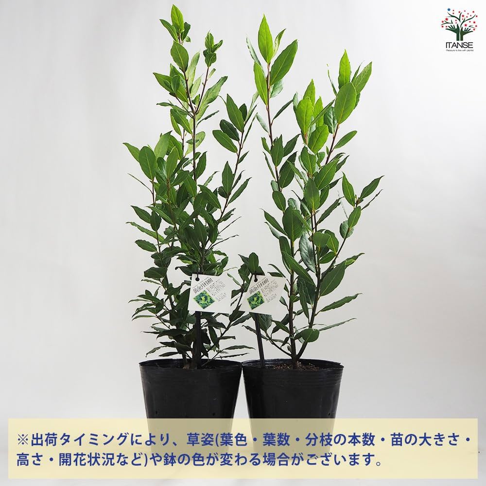 Amazon.co.jp: ITANSE 月桂樹 オーレア (黄金月桂樹) 6号