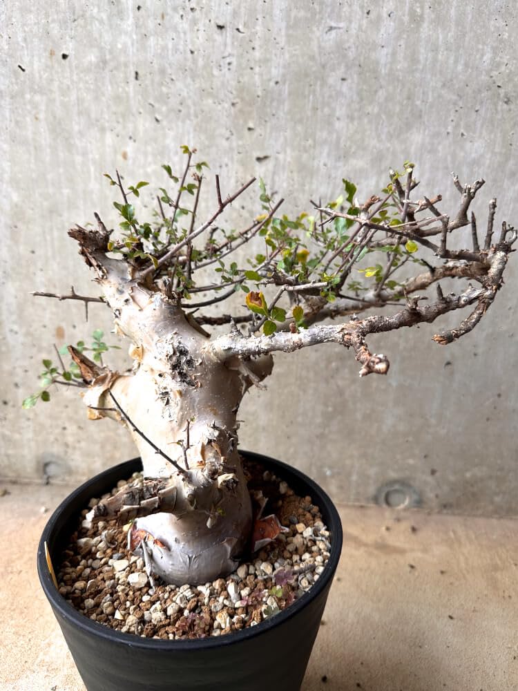 Amazon｜【現品限り】コミフォラ・カタフ ターカネンシス 大株