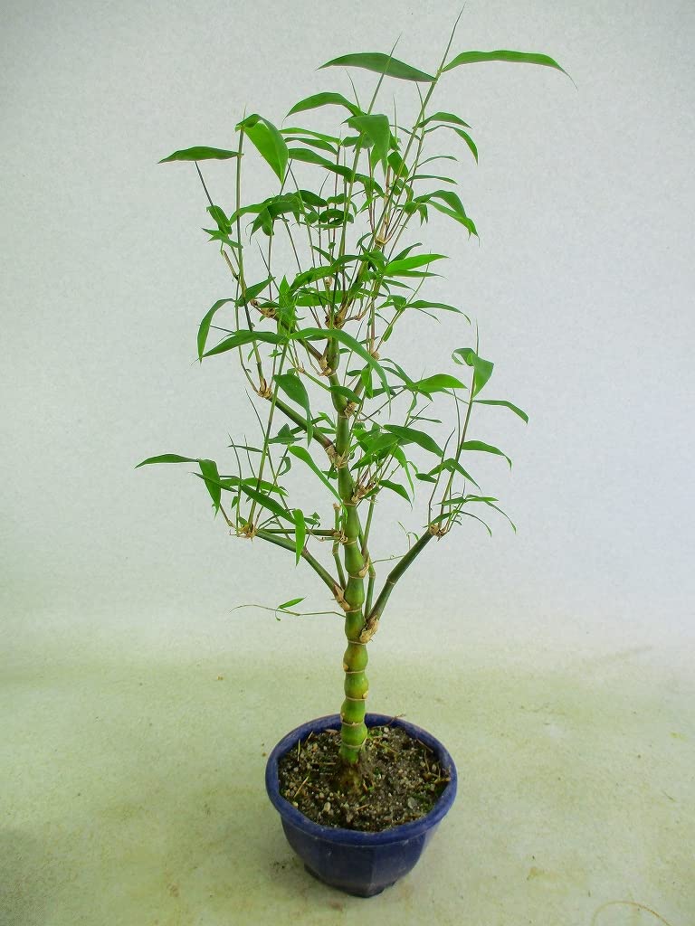 最安値，本物保証 [野風盆栽流通]仏肚竹 大福竹(9598白丸プラ鉢)全高：60㎝※140サイズ＊同梱包条件有＊「まとめて取引」手続厳＊送料明記＊