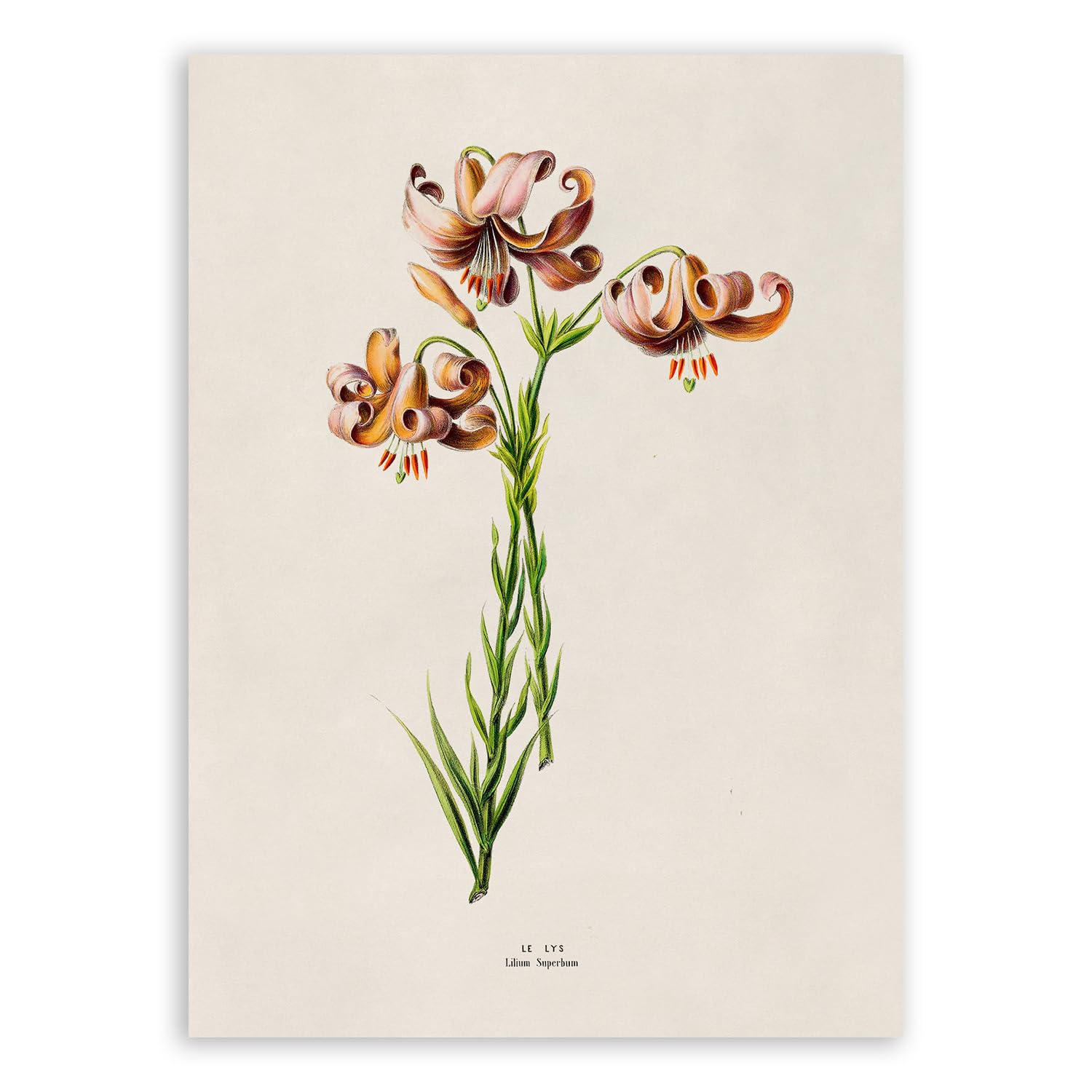 American Tiger Lily Plant Print, Vintage Style Botanical Illustration Poster