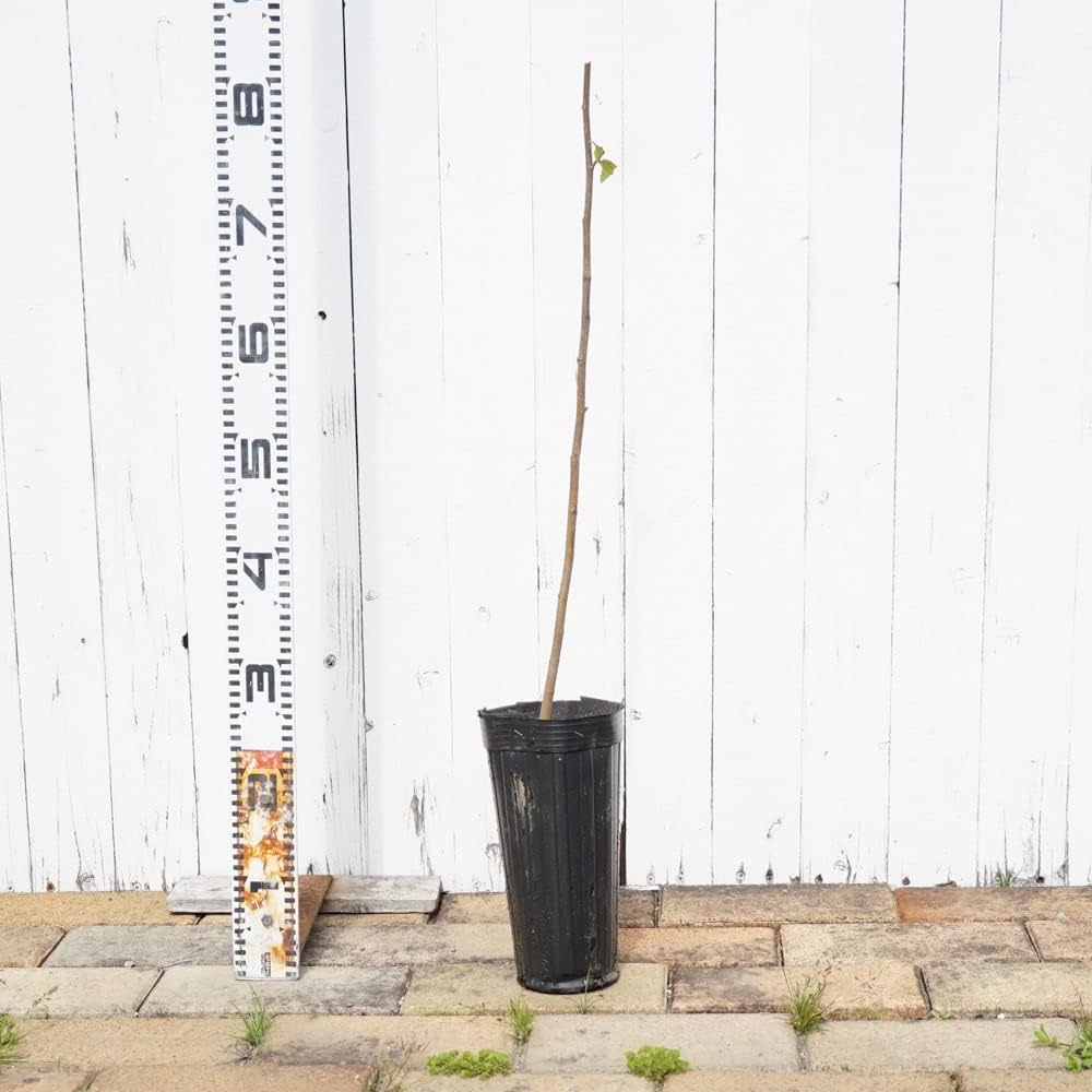 白樺　1.4メートル苗木　計 ６本のうち５本小苗 白樺苗木 1.4メートル 大小セット - メルカリ