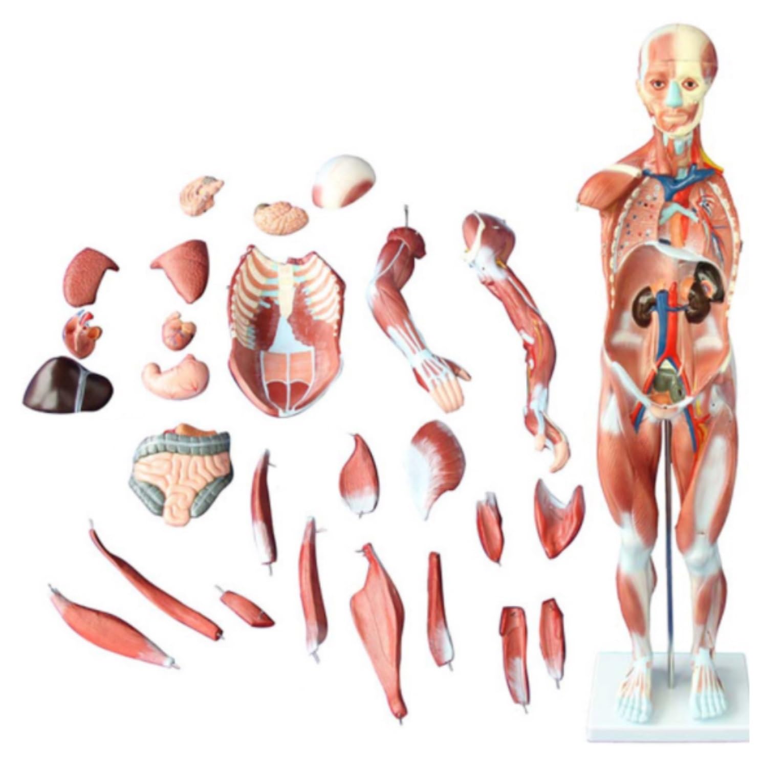 Human Modèle Modèle D'anatomie Musculaire en 27 Parties, Demi-Taille Réelle, De Muscles Et D'organes Humains avec Support Humaines Anatomie