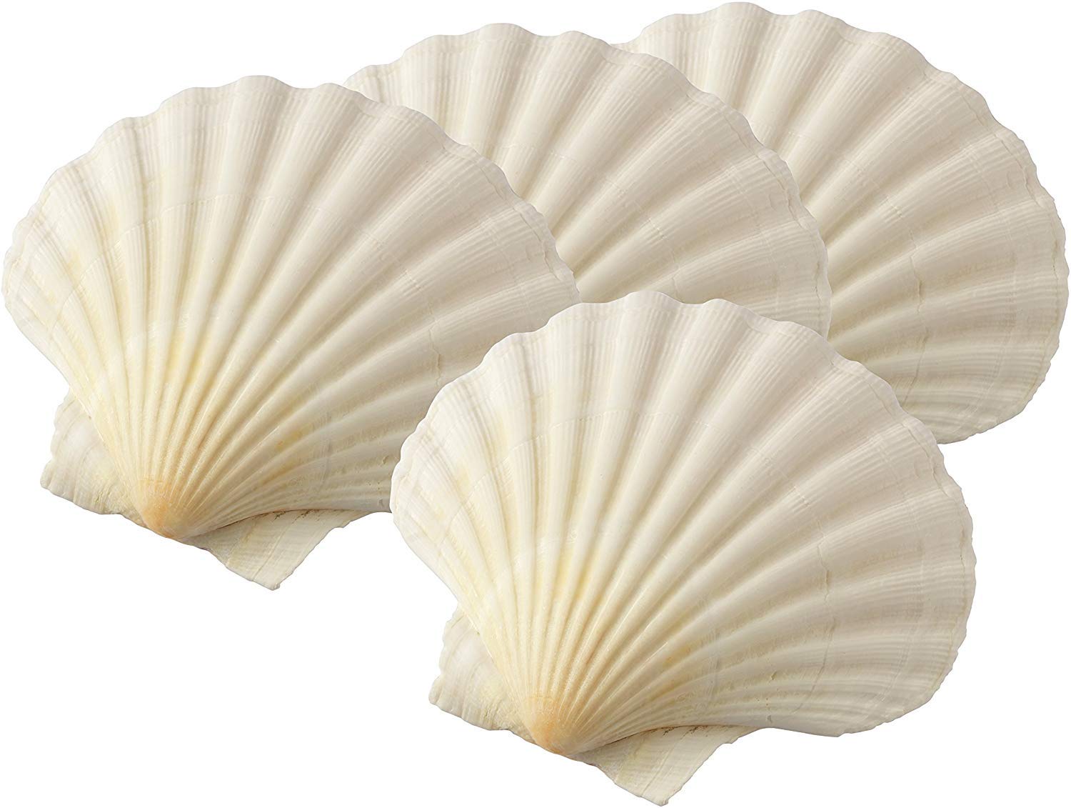 Avalon SCALLOP SHELLS - Cleaned and Washed - British White Scallop Shells - Quality Clam Shells for Appetizer Serving Dishes, Parties, Buffets, Crafts, Decorations etc (4, 8-10cm)