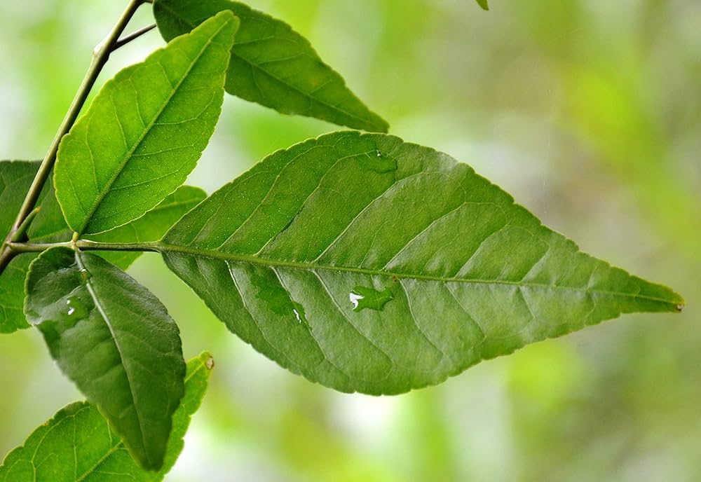 Bel patta plant 9 leaves Pack of 1 live plant