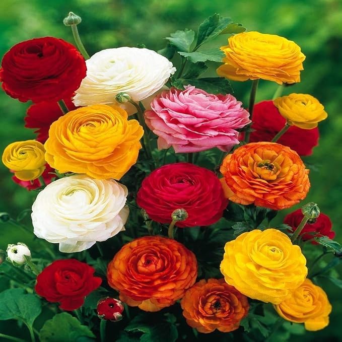 Ranunculus Flower Bulbs/Seeds for Home Garden – Vibrant Double Petal Blooms | Easy to Grow | Ideal for Pots, Beds, Borders & Outdoor Gardening | Spring Blooming Bulbs-image-23