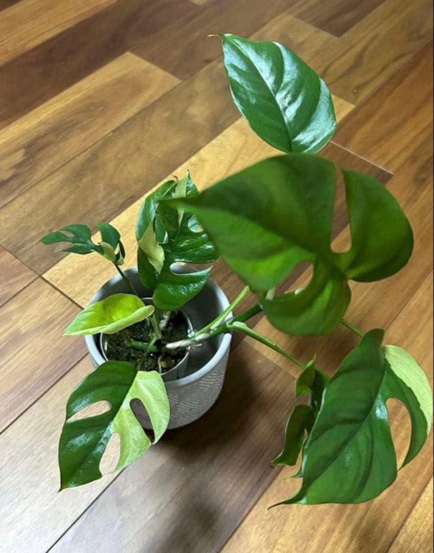 Amazon｜斑入り ヒメモンステラ パラゴン苗｜観葉植物 オンライン通販
