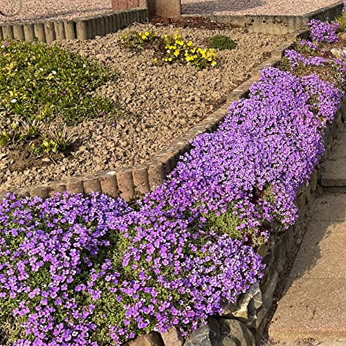 Bodendecker Blauer Stern Die 15 besten Produkte im Vergleich