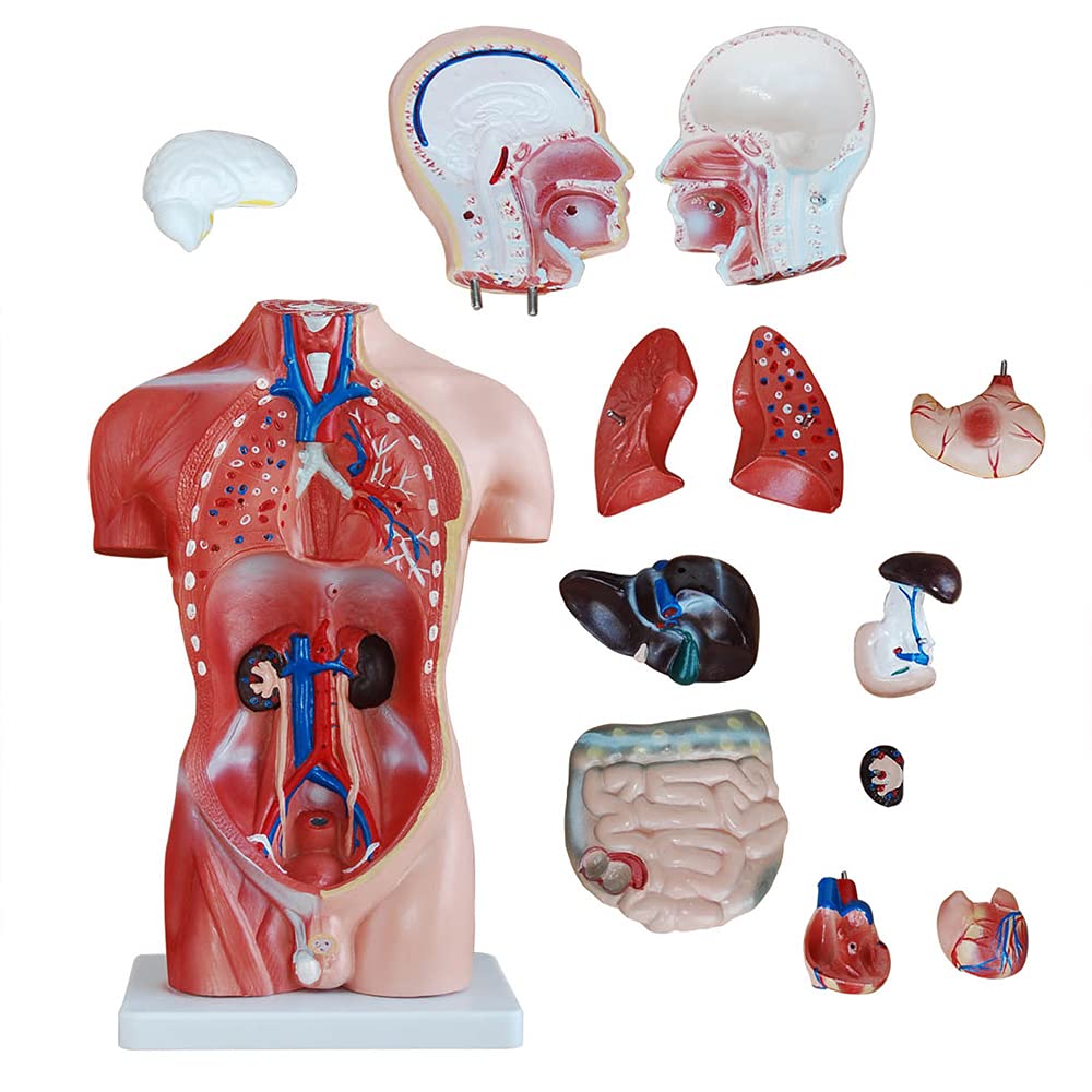 Anatomie Modell Torso des Menschen Anatomiemodell Menschlicher Lehrmodell 45 cm Körper Anatomisches Menschliches Model mit Organe menschliche Modelle MedMod