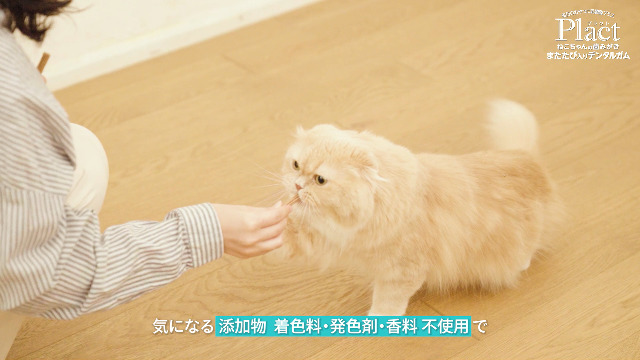 Amazon | ペティオ(Petio) プラクト 無添加 ねこちゃんの