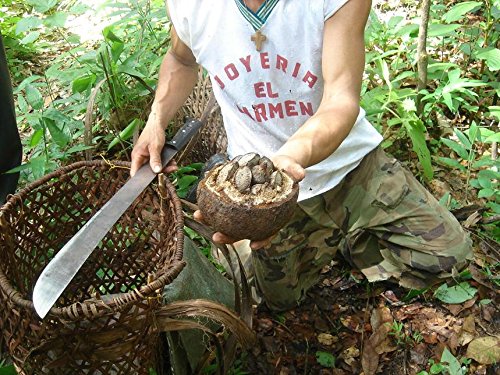 Naturkost Schulz - BIO Paranusskerne / BIO Paranüsse, Wildwuchs aus den Amazonas Gebieten - SPARPACK (1000g)