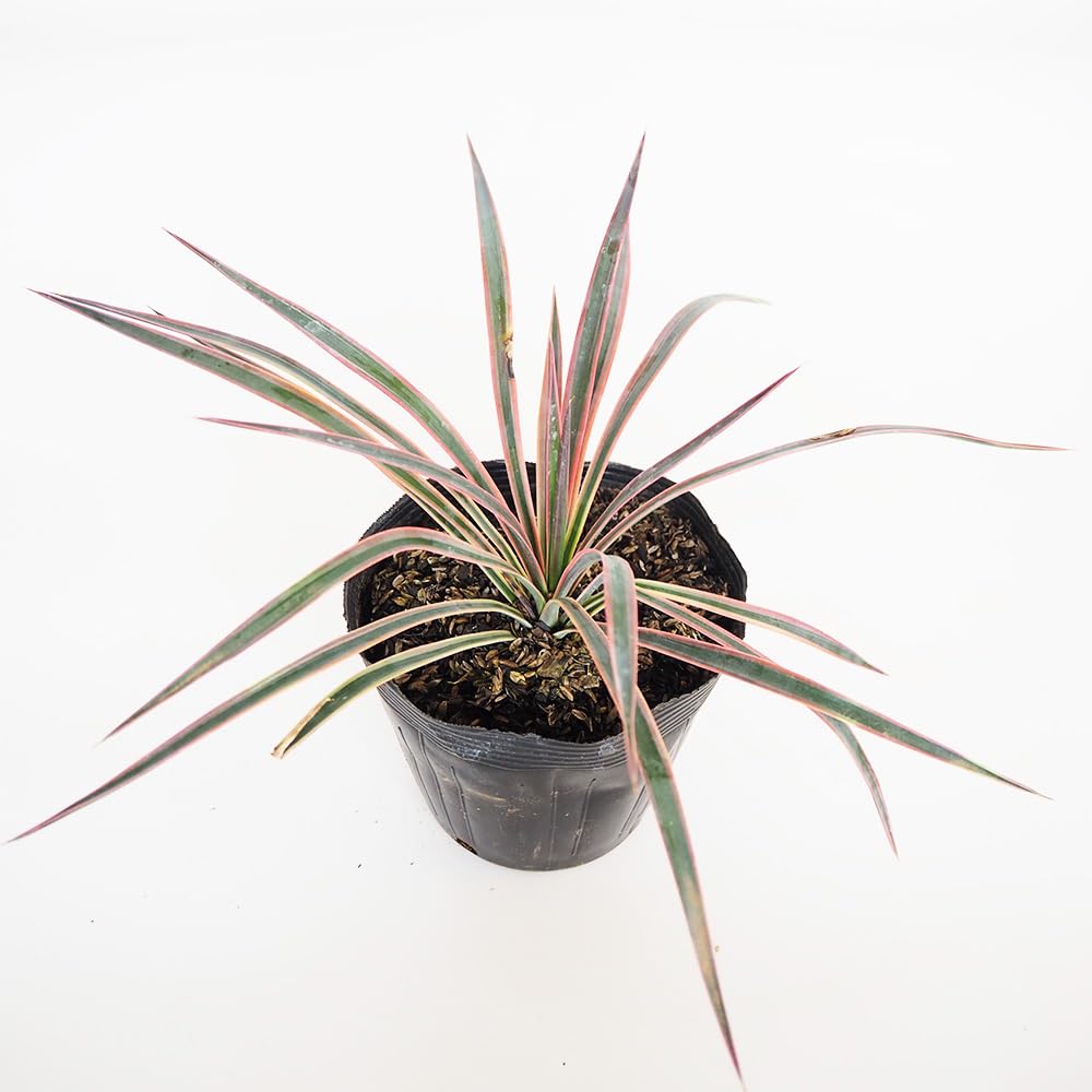 ユッカ アロイフォリア 錦 ④ b30f401c9c51aa3ae062d493a14082