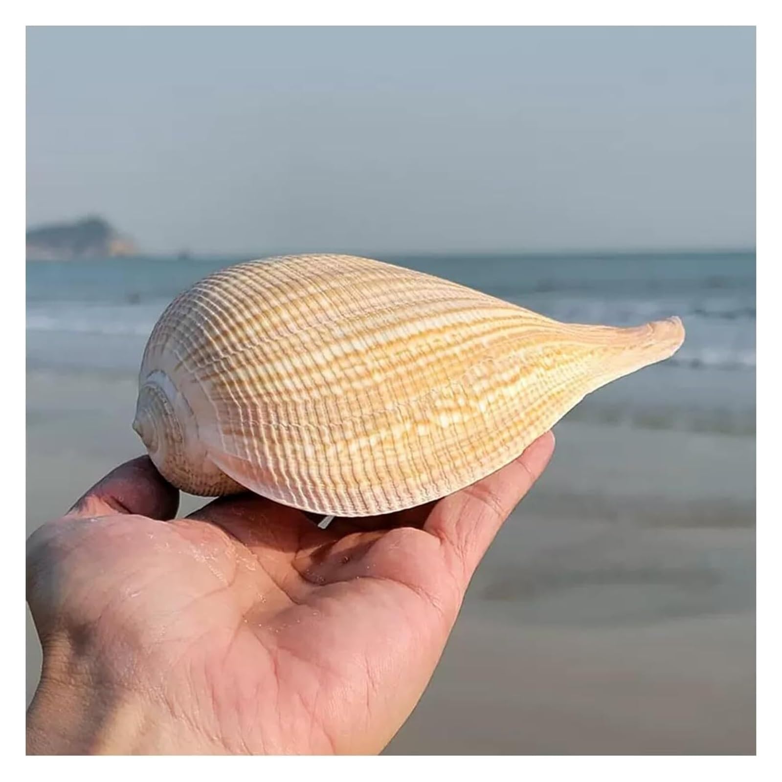 YKMYXZ shells， Natural Large Conch Shell 8~15Cm for Wedding Decor Beach Theme Party(13~15cm)