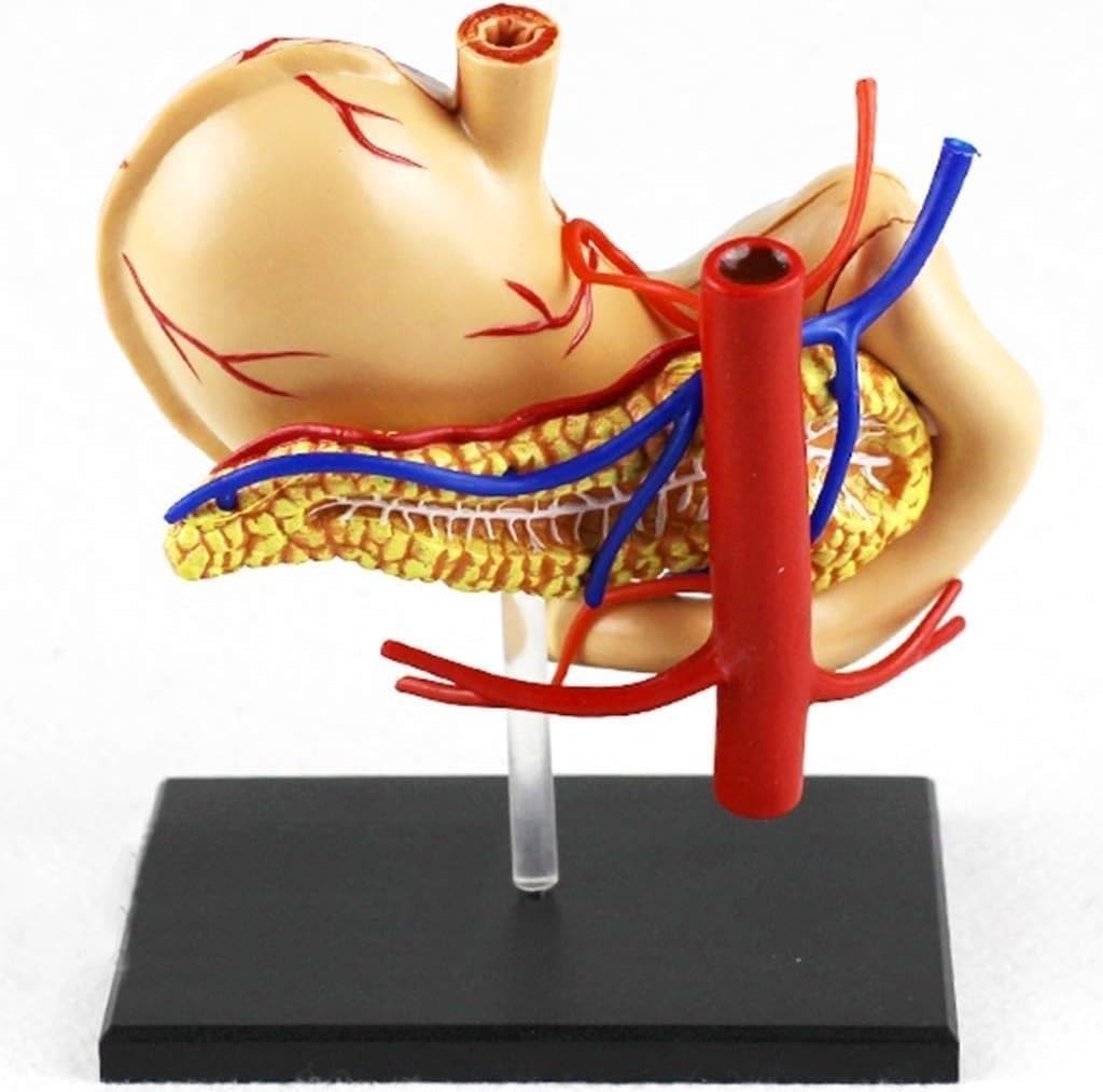 Model ludzkiego żołądka i trzustki, model anatomiczny żołądka