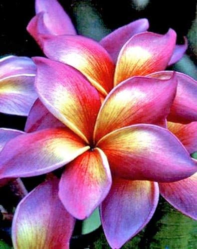 5 Semillas de Plumeria Naranja Rosa Brillante Plantas Semillas de Flor Flores Perennes Jardín Bloomn