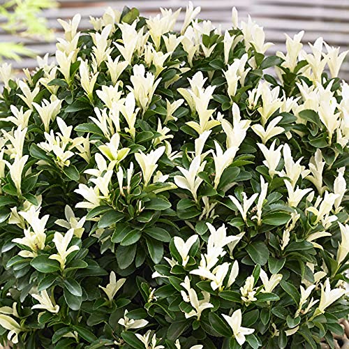 GardenersDream Euonymus 'Paloma Blanca' - Immergrüne Pflanzen Winterhart - Winterharte Kübelpflanzen mit Weißem Austrieb - Kübelpflanzen für Garten & Terrasse