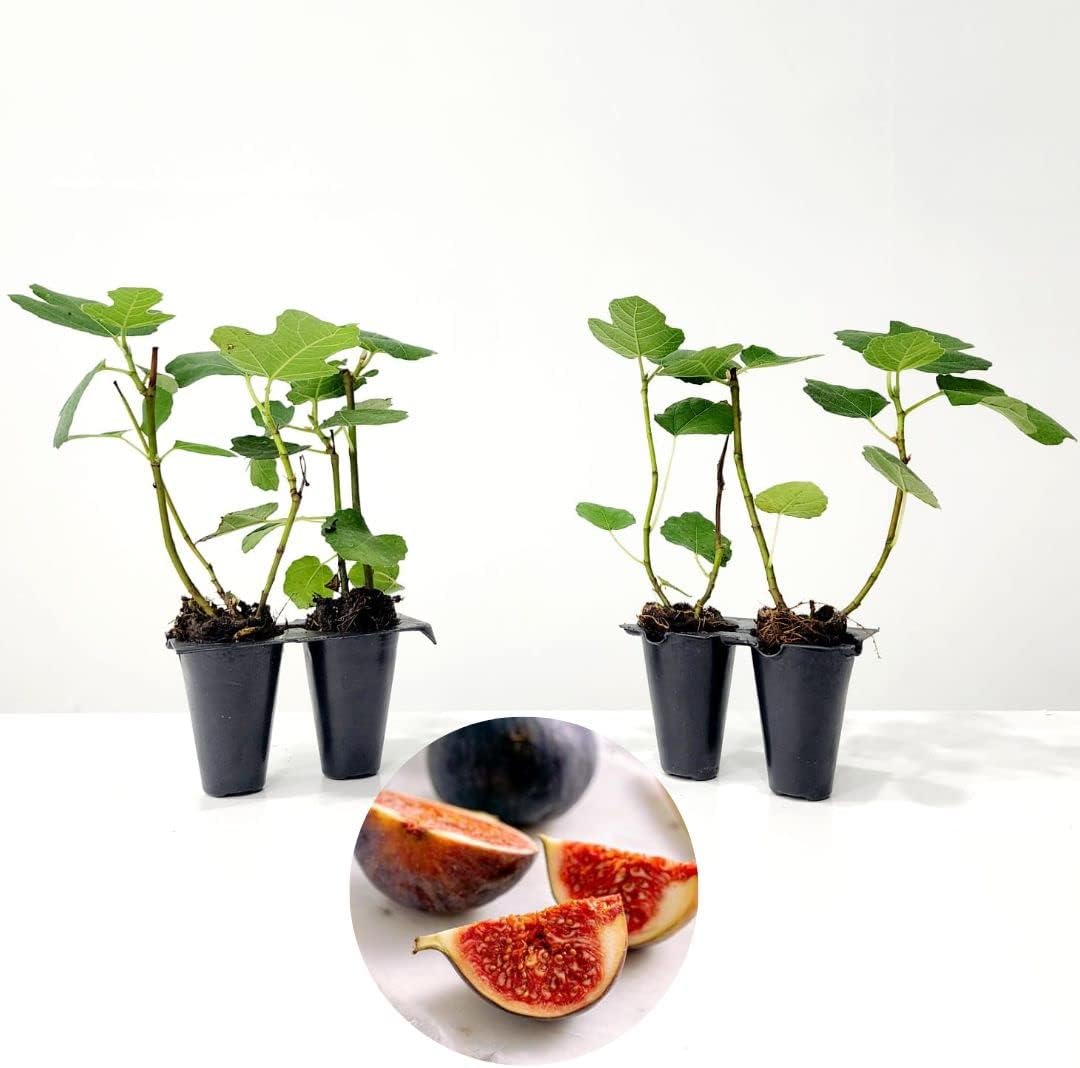 LSU Purple Fig Ficus carica by Wellspring Gardens