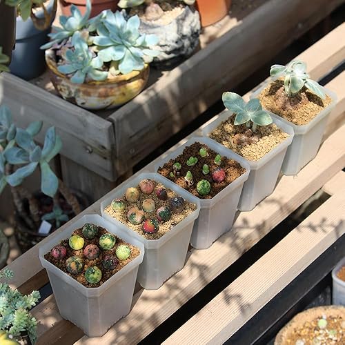 Miniatura 7 de BangQiao Paquete de 60 macetas cuadradas de plástico pequeñas de 2.70 pulgadas, maceta para inicio de plantas y trasplante con orificio de drenaje